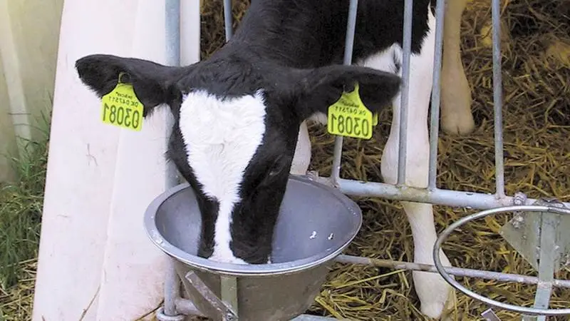 Kvægnoter: Forudser langsommere vækst i mælkeproduktion