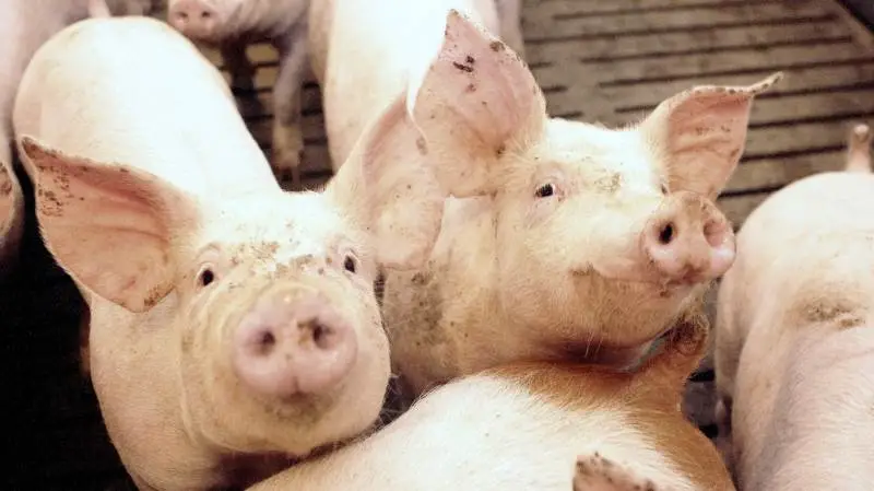 Med den rekordhøje notering kan det betale sig at opjustere minimumsindholdet af lysin og protein i svinefoderblandingen. Foto: Anne Kjærsgaard