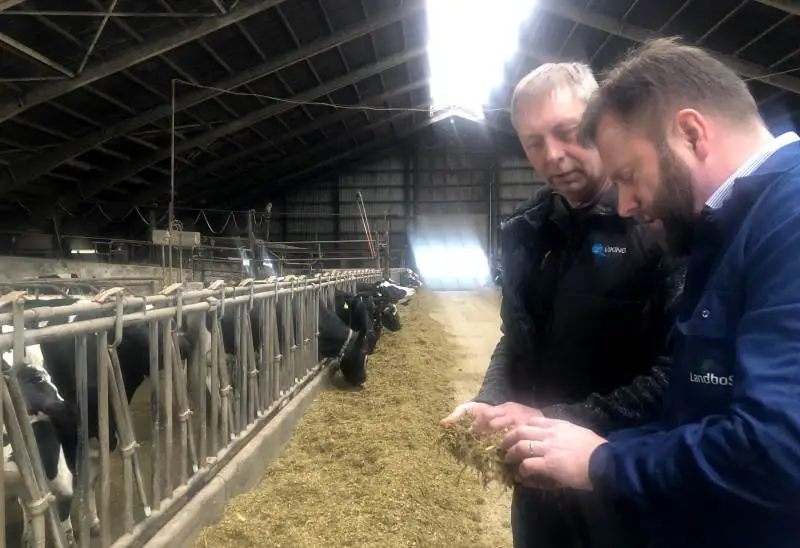 Thorkild Moos (yderst til højre) og Jørgen Bertelsen i gang med at vurdere kvægfoderet i kvægstalden på Kobbelgård. Fokus på foder og reproduktion har øget mælkeproduktionen med færre køer på bedriften.