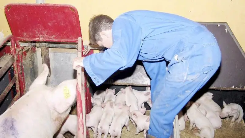 Det er ofte nedprioriteret at afholde medarbejderudviklingssamtalen (MUS) med sine medarbejdere, da tid og energien der skal bruges til denne opgave, samt ikke mindst andre opgaver, vurderes at vægte tungere. Det meddeles i nyhedsbrevet »Trynekontakten«.
Ifølge svinekonsulenterne Anders Andersen og Nicklas Jepsen, Velas, kan årsagen til de manglende samtaler ligge mange steder. Herunder usikkerhed omkring hvordan en MUS-samtale afholdes, hvad man som producent får ud af disse samtaler, og hvorv