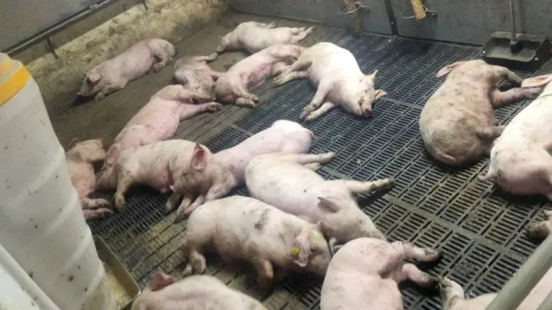 Problemerne er dog rykket videre ud i klimastalden, hvor de i en størrelse på 28-29 kg pludselig kan ligge og snurre rundt om sig selv med hjernebetændelse. Her et syn der mødte medarbejderne til jul. Privat foto
