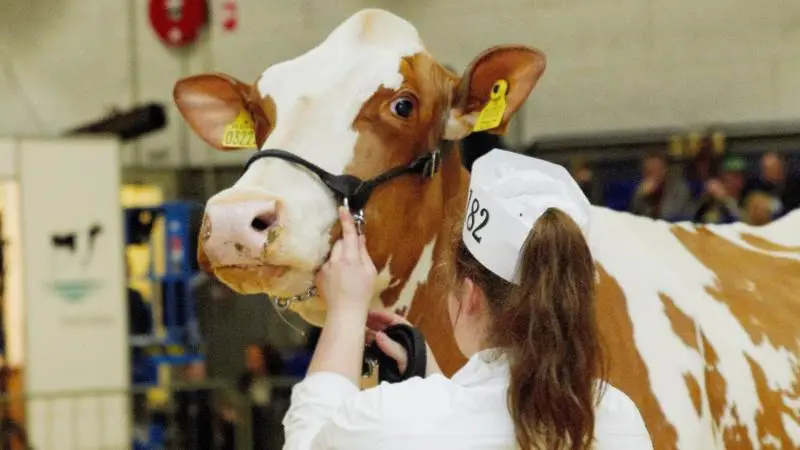 250 dyr er tilmeldt årets Agro Nord. Arkivfoto