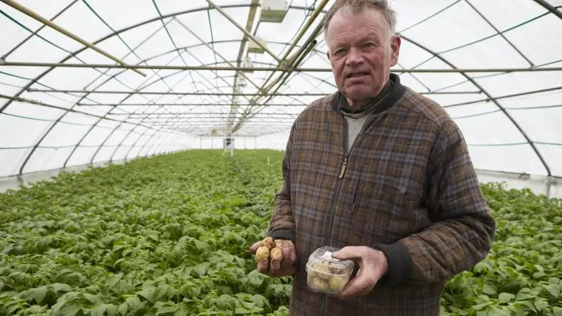 I plasttunneler med kaloriferevarme og kunstig lys frembringer Karl Larsen sine meget tidlige kartofler. En bakke, som han her viser, koster her i dag 125 kroner i udvalgte sjællandske butikker. Foto: Erik Hansen