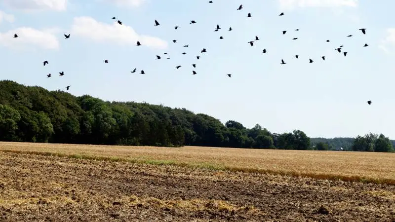 Kommissionen har efter et revisionsbesøg i efteråret henstillet til, at fugles opholdssteder uden for Natura 2000-områder skal med i reglerne for krydsoverensstemmelse. Det har medført, at Landbrugsstyrelsen har sendt en ny bekendtgørelse i høring.