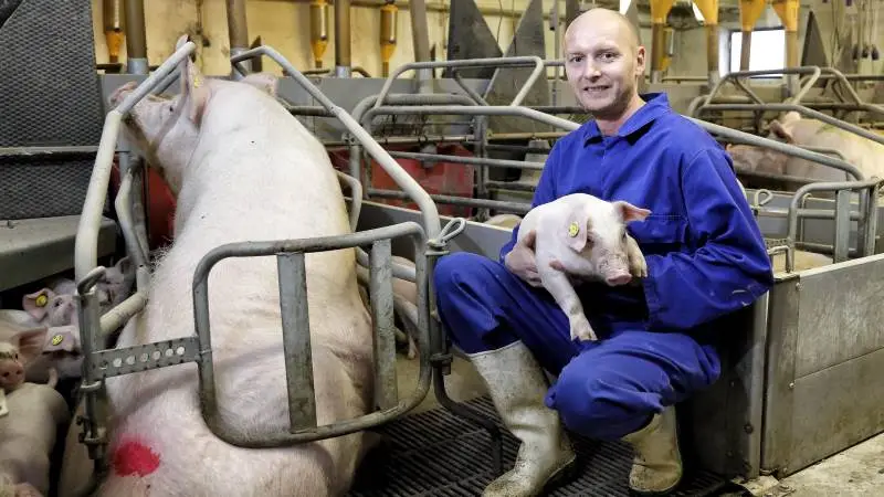 - Vi kører 10-11 dages fravænning og 35 dages diegivning, så det er nogle stærke grise, der allerede før fravænning har fået en del Primefeed-foder, lyder det fra Jeppe Sørensen, der driver Egegaard i Haurum ved Hammel. Foto: foto-lab soren friis