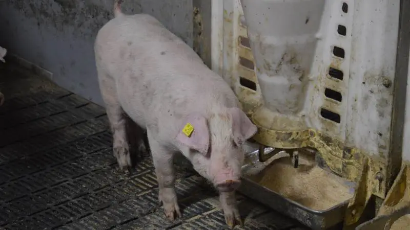 I praksis vil man ofte anvende skånenormer i perioden op til cirka 15 kilo for at reducere risikoen for diarré. Arkivfoto: Camilla Bønløkke