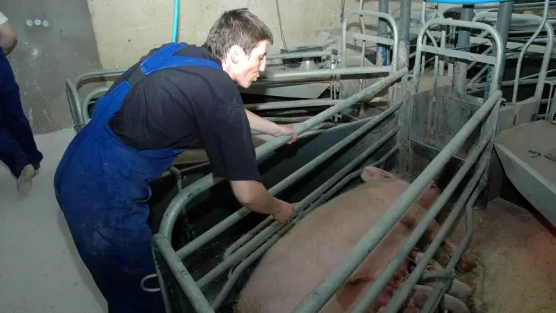 Det kan blive nødvendigt at droppe det kommende markarbejde, hvis det skulle gå så galt, at der mangler for mange folk i staldene på grund af Covid-19-sygdom, lyder det fra svineproducenten Jens Gammelgaard.