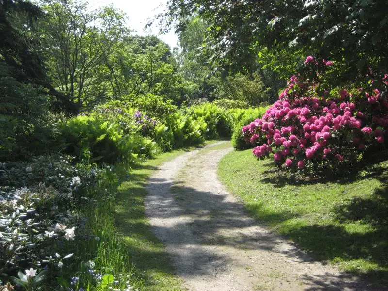 Rododendron blomstrer i maj og er god til at lukke med sit stedsegrønne løv.