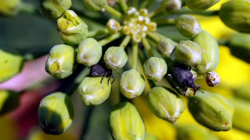 Skulpesnudebiller søger ind i vinterrapsmarkerne fra begyndende blomstring. Seges anbefaler bekæmpelse under hele blomstringen ved 1-2 skulpesnudebiller pr. plante. Skulpesnudebillerne falder som regel af, når planterne berøres, så ryst eventuelt planterne ned i en bakke eller lignende. Arkivfoto