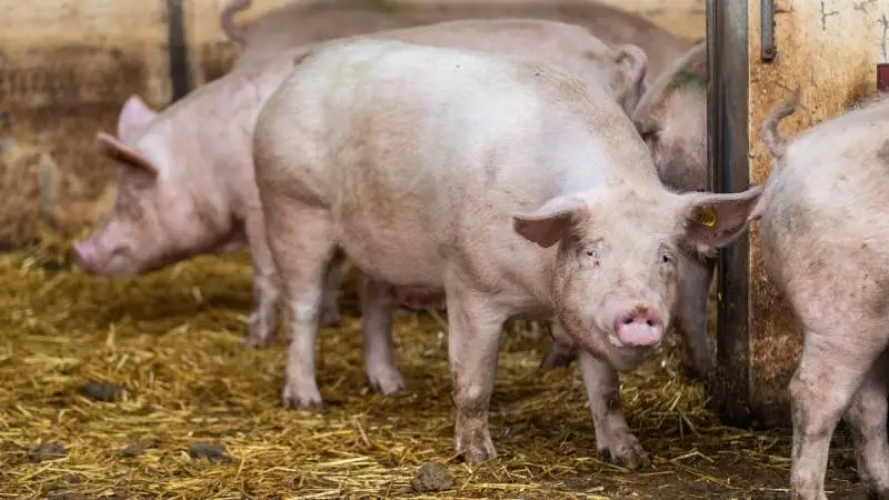 Svinenoteringens himmelfart har de sidste mange måneder fået slagtesvineproducenterne til at lave grisene en tand større, inden de sendes til slagteri. Foto: Velas