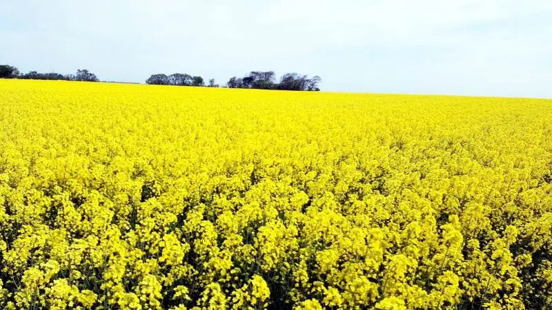 Biodiesel produceret på raps fra danske marker kan komme til at spille en stor rolle i arbejdet på at gøre den tunge transport klimaneutral i fremtiden. Arkivfoto.