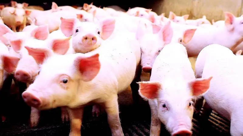 Trods stor afsætning til Kina er afsætningen ikke så stor, som den var i oktober og november 2019. Frigivelse af svinekød fra kinesiske lagre har mindsket behovet for import af svinekød, og samtidig har coronasmitten senest påvirket importen.