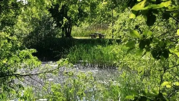 Staten har etableret flere end 100 skove i Danmark de seneste 30 år. Foto: Naturstyrelsen