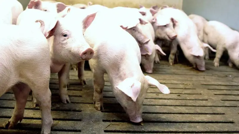 Ifølge landskonsulent i Plante- & Miljøinnovation, Seges, Leif Hagelskjær, vil mange svineproducenter helst producere hvede, da det giver et udbytte, der ligger 20-35 procent højere end vårsæden. Omsåning med vårbyg som følge af den regnfulde periode betyder derfor et lavere foderudbytte. Arkivfoto