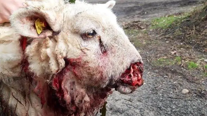 Et af "snudebiderens" ofre fra et angreb ved Schafstedt i Slesvig-Holsten den 27. februar. (Foto: Her er ulven i Danmark)