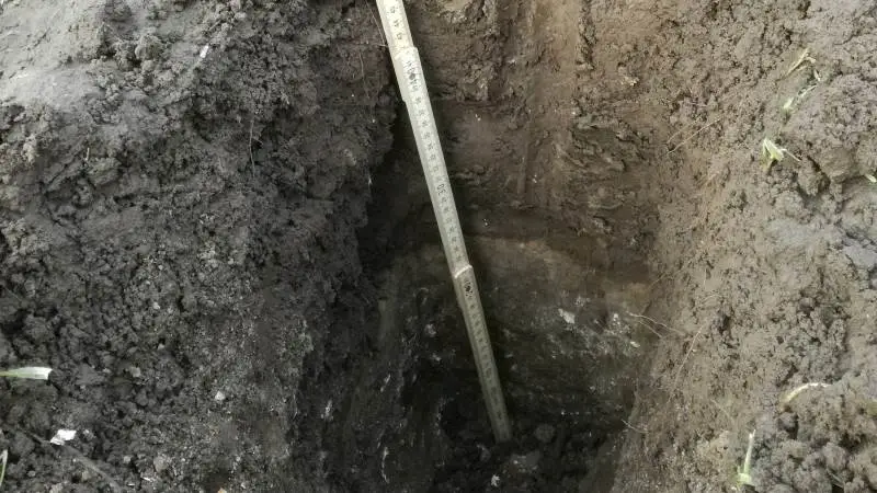 Her har der stået vand og de små hvedeplanter har det ikke nemt. Læg mærke til det kompakte lerlag i cirka 30 centimeters dybde, der optræder som et vandstandsende lag og bremser vandets vej ned til drænrørene. Foto: Bøje Østerlund
