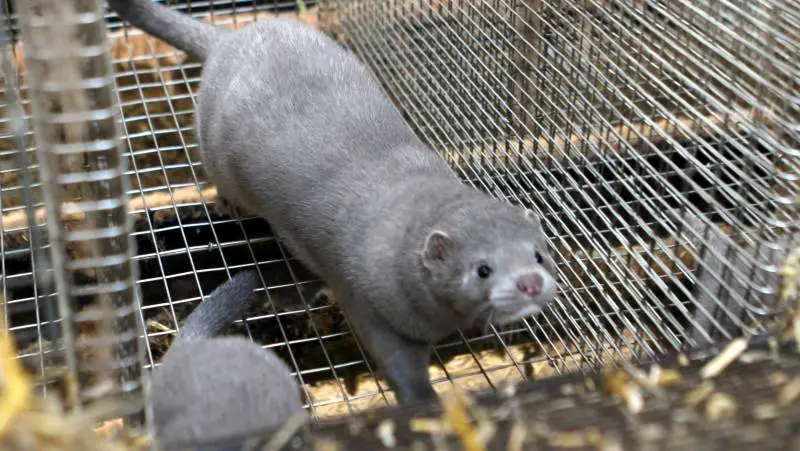 Minkavleres fald i omsætning på grund af coronavirus har været så stort, at de er kvalificeret til at gøre brug af hjælpepakker.