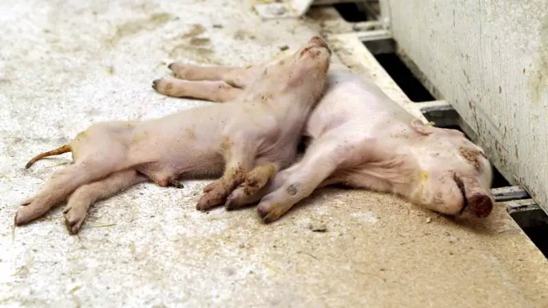 Pattegrise-USK starter ved, at man sender tilfældigt udvalgte døde grise til Laboratorium for Svinesygdomme cirka hver fjerde over en kortere periode. Arkivfoto