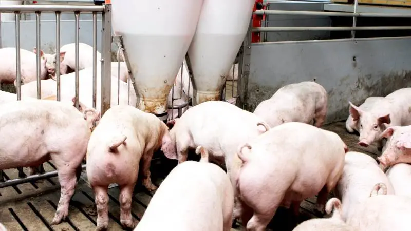 Fælles for alle deltagere i Produktionskoncept Slagtesvin er et fokus på dag 28-tallet, da det er en indikator på, hvor god en opstart det er lykkedes at udføre for holdet. Har stalden fået den optimale udtørring, og har grisene tilstrækkelig fodertilgængelighed, sundhedsniveau osv. Arkivfoto