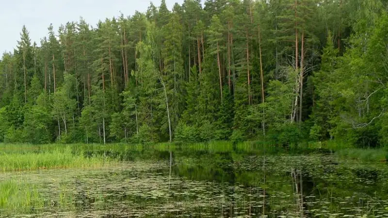 Skovens produkter afsættes primært til den lokale træindustri. Træindustrien i Baltikum er ifølge Peter Vind Larsen i dag en af de mest moderne og primære træindustrier i Europa.
Fotos: HD Forest