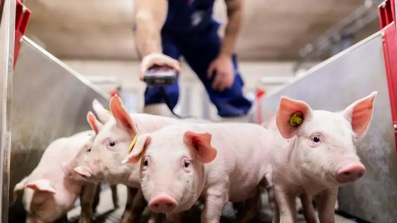 Gennem et fokus på soens reproduktion, robusthed og moderegenskaber vil Danish Pig Genetics’ optimerede avlsprogram resultere i stærke søer, som leverer flere fravænnede grise og derved flere kilo produceret kød per årsso.