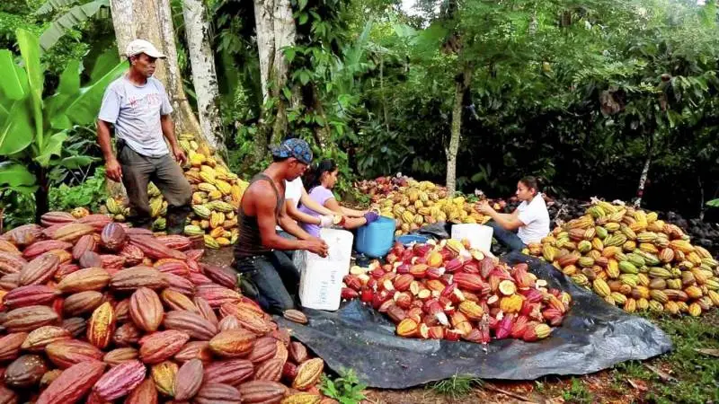 Kakaotræets naturlige voksested er i Amazonas i Sydamerika. Træet er meget krævende med hensyn til temperatur og nedbør, det vil kun vokse ved 24-28 grader C. Et træ begynder at bære frugter, når det er fire til fem år gammelt. Når det er fuldt udvokset, kan det i løbet af et år have 6.000 blomster, men kun omkring 20 kapsler. Der skal bruges 300-600 frø til at producere 1 kg kakaopasta. Foto: Ingemann.