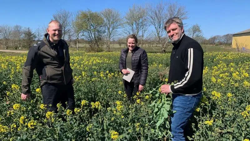 - Det er vigtigt at vælge robuste hybridsorter i forhold til forventet såtidspunkt i august og forholdene på den enkelte bedrift, siger agronom Vibeke Fabricius, der her ses sammen med gårdejer Christian Schmidt (t.v.) og faglig konsulent Torben Føns fra Hedegaard Agro. Fotos: Nordic Seed