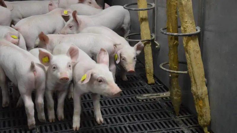 Produktivitet og sundhed nærmer sig før-billedet i soholdet her otte måneder efter udbruddet af PRRS på Peterslyst. Fotos: Camilla Bønløkke