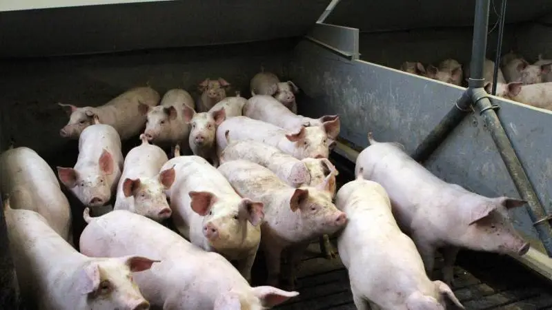På tirsdag behandler Folketinget et beslutningsforslag fra Enhedslisten, som vil give kommuner mulighed for at afslå udvidelser, som opfylder alle krav til en miljøgodkendelse.