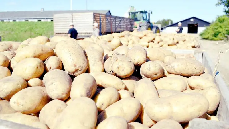 I Vestjylland opvejer kartoffelavlerne noget at tabet for entreprenørerne af nybyggeri blandt de skrantende minkavlere. Heldigvis er der håb at spore i kartoffelbranchen. Arkivfoto