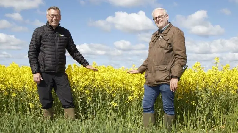 Poul Madsen (tv), Agri Nord, og Karl Kudsk, Mollerup, byder i år velkommen til en digital rundvisning i forsøgsmarken på Christianshøj, da det ikke er muligt at mødes fysisk på grund af Covid-19. De kan blandt andet vise en raps-linjesort, som klarer sig godt. Rapsen er generelt ikke så høj i år. Her viser de, hvor lav den er.