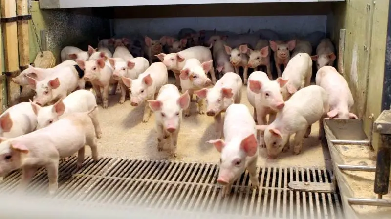 - Calsporin har en dokumenteret effekt, som understøtter søernes holdbarhed samt levedygtigheden hos smågrisene, lyder det fra Orffa, der markedsfører produktet i Europa.