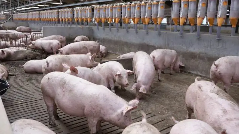 Nord-West- noteringen falder i dag med otte € til 54,00 euro, mens noteringen for 8-kilos grise falder med 5,20 euro til 35,50 euro.