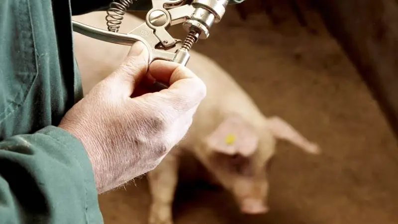Det er nu også i Danmark blevet en godkendt mulighed at vaccinere grise på samme tid med både Porcilis PRRS Vet. og Porcilis PCV M Hyo – med eller uden Porcilis Lawsonia Vet. iblandet. Foto: Colourbox