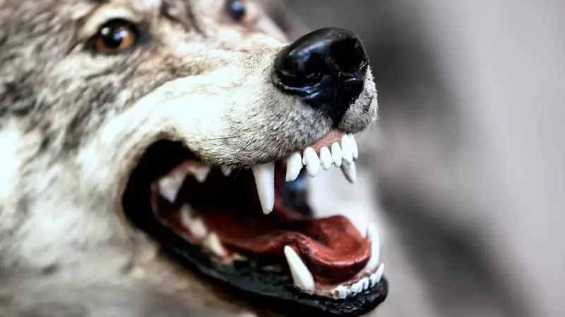 Jeg tager hatten af for forskere, der gennem videnskaben gerne vil aflive myter. Problemet med ulven er dog, at den principielle frygt er reelt begrundet. Den er et rovdyr. Den tager relativt store dyr. Det er dokumenteret.