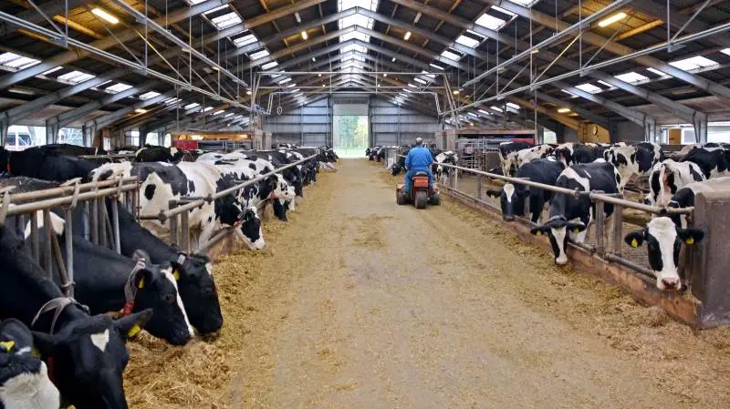 Den bedste tredjedel af bedrifterne har isoleret set et afkast på 12 procent på mælkeproduktion i 2019, mens bedrifter med malkerobotter har omkring 10 procent. Arkivfoto