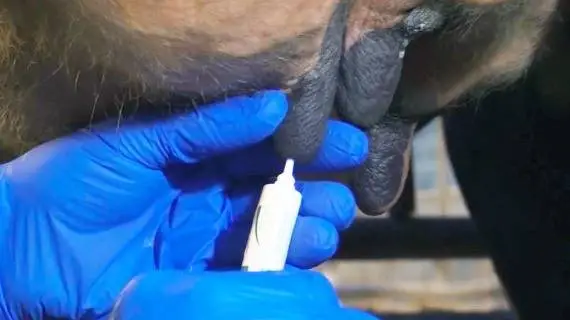 Du kan ikke behandle dig ud af problemer med yversundheden. Det er management-faktorerne, man skal se på først. Foto: Landbrugsinfo