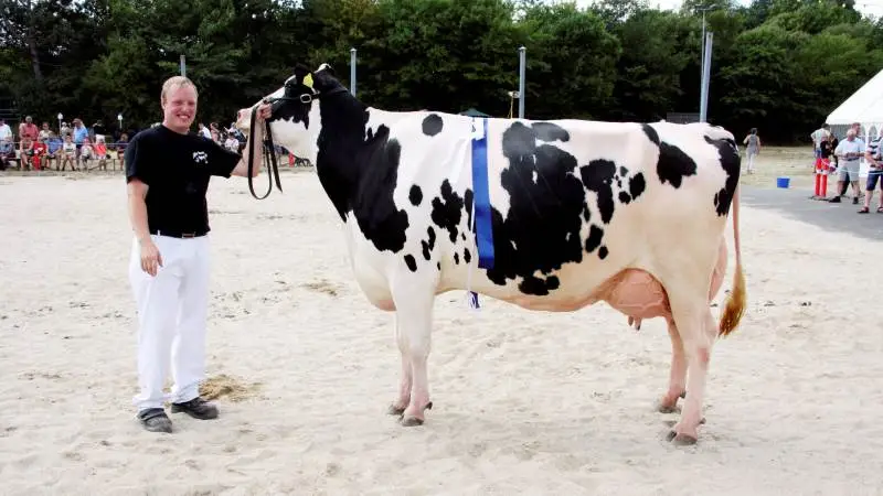 Dommerne har nu udpeget 12 finalister på Hobro Dyrskue 2020, der i år afvikles med videoer af de enkelte dyr på den digitale dyrskueplads. Arkivfoto: Christian Carus