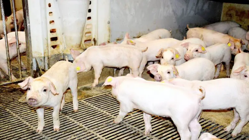 Den nuværende Nord-West-notering for smågrise på 55 euro er ni euro lavere end på samme tidspunkt sidste år. Foto: Camilla Bønløkke