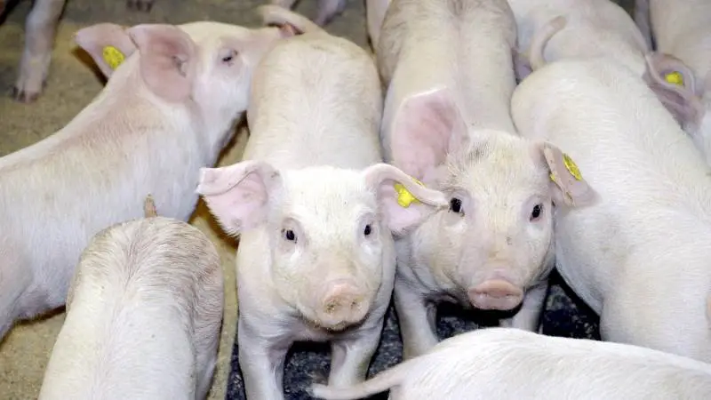 Den bakterielle proteinkilde Uniprotein er under afprøvning til brug i foder til blandt andet smågrise. Arkivfoto: Camilla Bønløkke