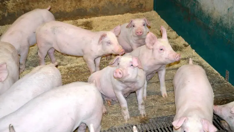 Traditionelt har tilsætningen af ekstra E-vitamin været den mest anvendte løsning til forebyggelse af friskkornsforgiftning. Det oplyser Anders Hedegaard, faglig chef hos Nutrimin i foderstofvirksomhedens seneste nyhedsbrev. Arkivfoto: Camilla Bønløkke