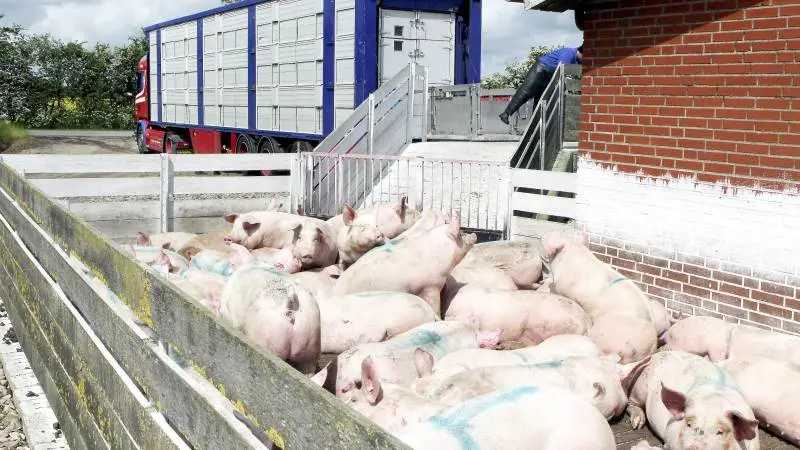 Kontrollen med landets mange svinetransporter blev i 2018 skruet op, og det har været til gavn for dyrevelfærden. Det konkluderer en evaluering fra Fødevarestyrelsen.