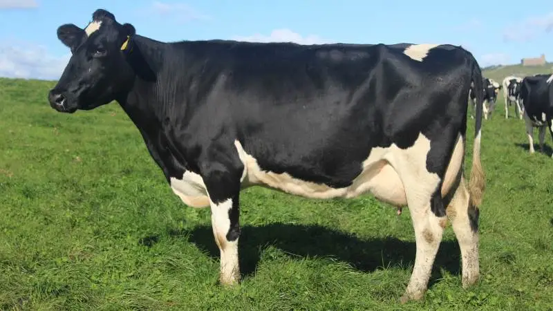 Her ses Queenscairn Randolf Kirsty 2 - en 2. kalvs krydsning mellem Britisk Friesian og Holstein.