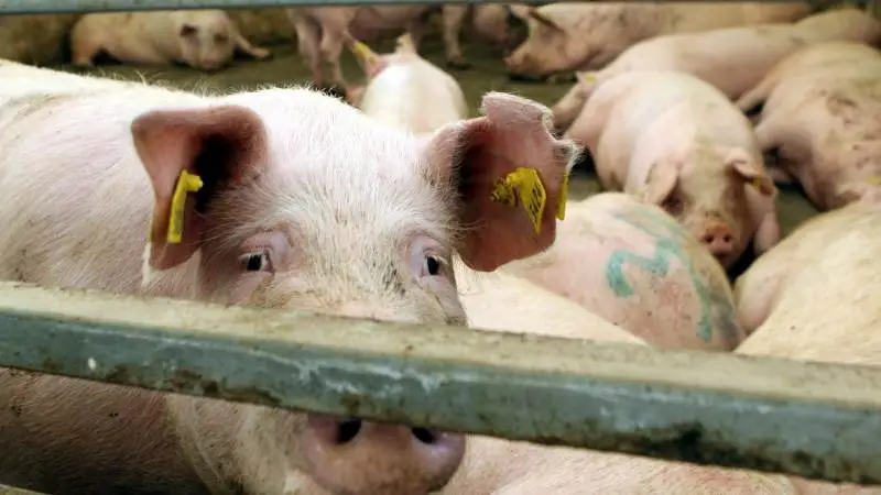 Det, som to dyrlæger hos LVK oplever ved krybestrøm, er, at dyrene reagerer unormalt: Halebid, søer, der ikke vil æde af truget eller drikke vand, kramper, smerter, fravænnede grise, der ikke vil æde eller ligge i en sti, men gerne i stien overfor, m.m. Arkivfoto