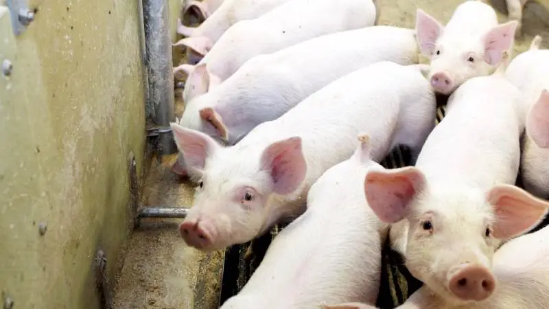 Ifølge Lallemand Animal Nutrition er Bactocell Farm velegnet til at styre foderhygiejne i vådfoder, at hindre fejlgæring, udvikling af patogene bakterier og vækst af skimmel. Arkivfotos