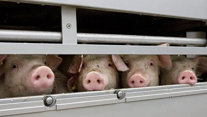 - Det er vigtigt for os, at dyrevelfærden hos de grise, der transporteres både inden- og udenlands, er i orden. Men det er også allerede tilfældet, pointerer Danske Svineproducenter.