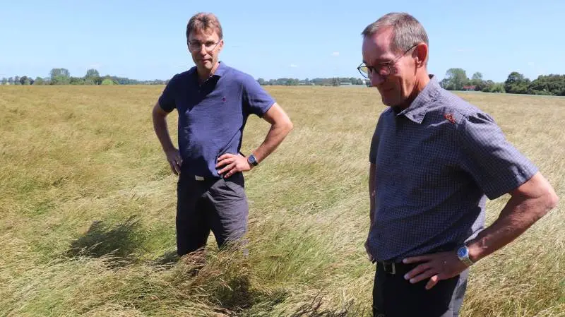 Frøavlskonsulent Bent Svendsen (th) fra DSV Frø ved Slagelse vurderer tirsdag middag denne kraftige rødsvingel til at blive klar til direkte tærskning cirka 10. juli – her sammen med markens ejer, frøavler Jørgen Damgaard Sørensen, Vollerup. Foto: Jørgen P. Jensen