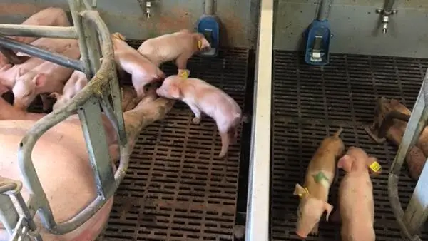 Svineproducent Jens Svenningsen ved Karby på Mors har investeret i et mælkeanlæg fra Agilia, Pump’n’Grow Fresh, der leverer frisk mælk i mælkekopper ud til hver faresti.