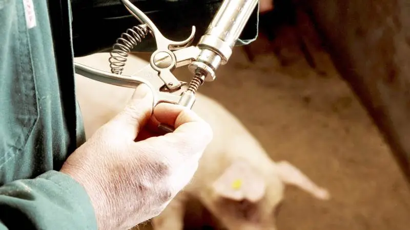 Seges Svineproduktion kalder på specifikke dyrlægers hjælp, hvis antibiotikaforbruget skal reduceres yderligere. Foto: Colourbox