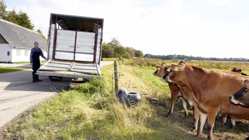 Alle dyrearter er omfattet af den nye aftale om kontrol af dyretransporter.
